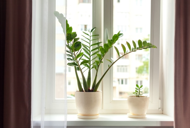 Zamioculcas huisplant op de vensterbank