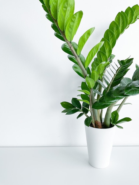 Zamioculcas Zamiifolia in een witte geïsoleerde pot