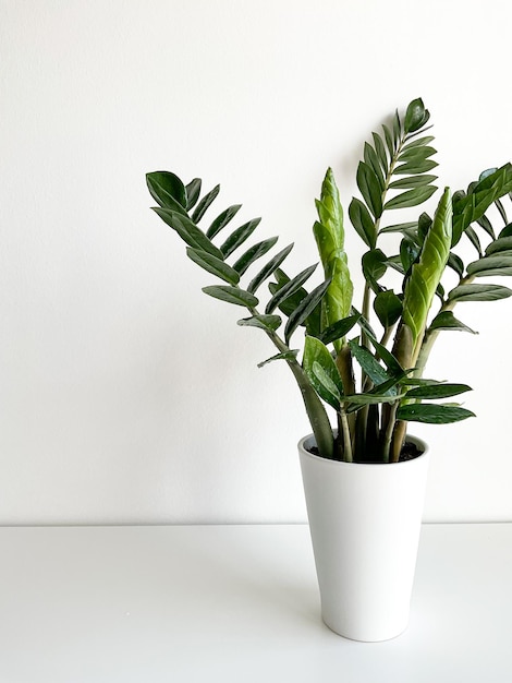 Zamioculcas Zamiifolia in een witte geïsoleerde pot