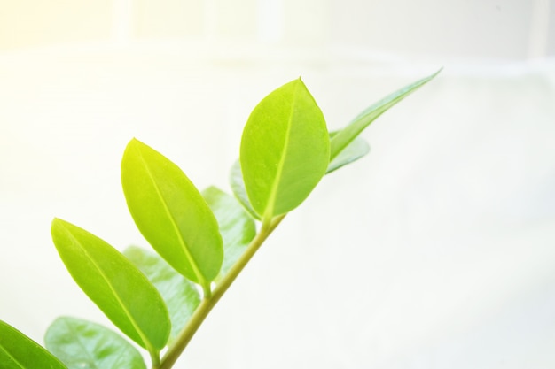 Zamioculcas zamiifolia, Orchidaceae, leaves on white background.