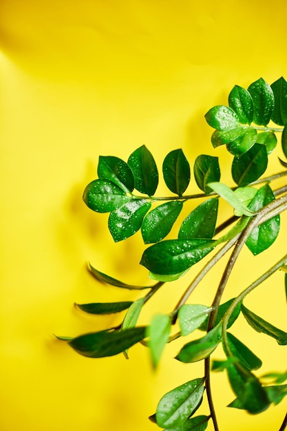 Zamioculcas zamiifolia plant on yellow background Home plant with green leaves Concept of home gardening Zanzibar gem ZZ plant Zuzu plant aroid palm eternity plant or emerald palm Copy spacexA