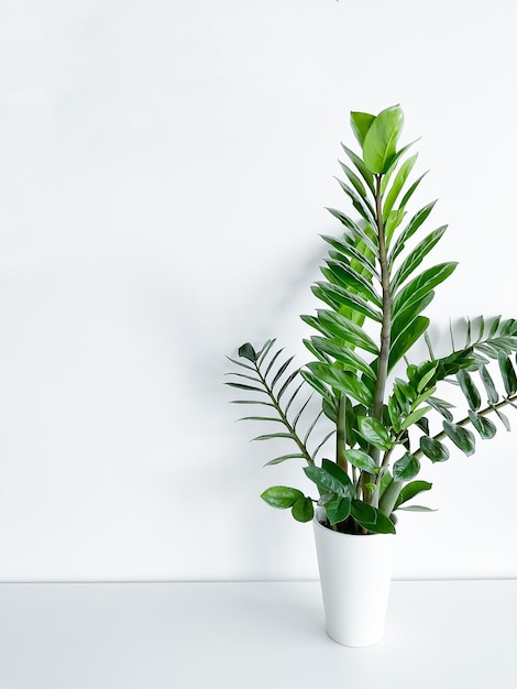 고립 된 흰색 냄비에 Zamioculcas Zamiifolia