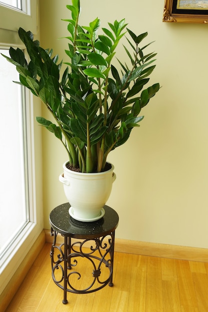 Zamioculcas zamiifolia Zamioculcas bloem in pot Woondecoratie interieurconcept met natuurlijke huisplant