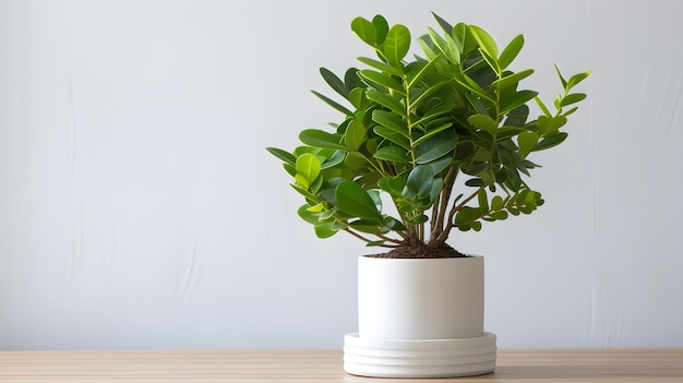 Zamioculcas zamiifolia or zz plant in white flower