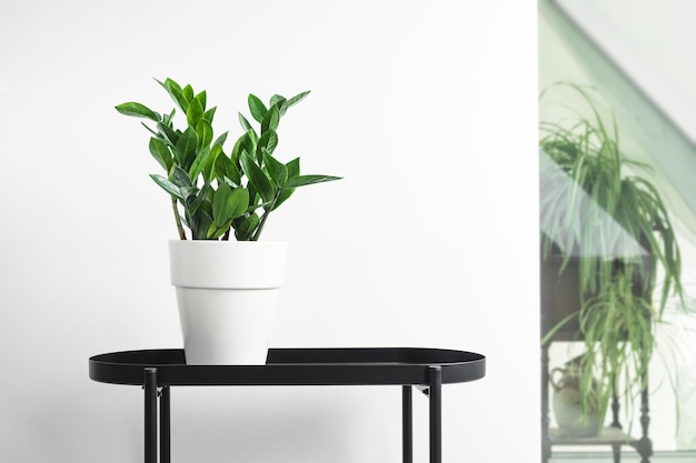 Zamioculcas or zamiifolia zz plant in a white pot on a black table in white home interior with plan