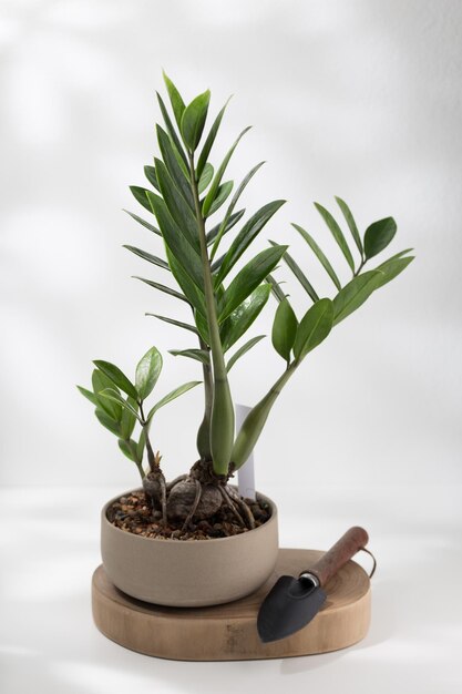 거실 의 나무 테이블 에 있는 Zamioculcas zamiifolia 또는 zz 식물