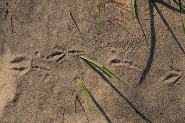 Zand aan de kust van de Oostzee met voetsporen van vogels en naalden Curonian Spit Kaliningrad regio Rusland