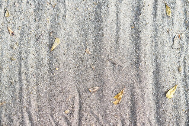 Zand achtergrondtextuur met droge dalingsbladeren