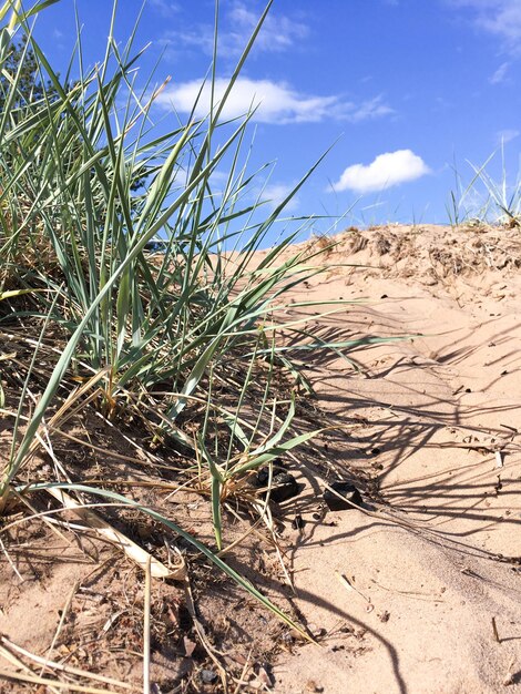 Zand en groen gras tegen blauwe lucht