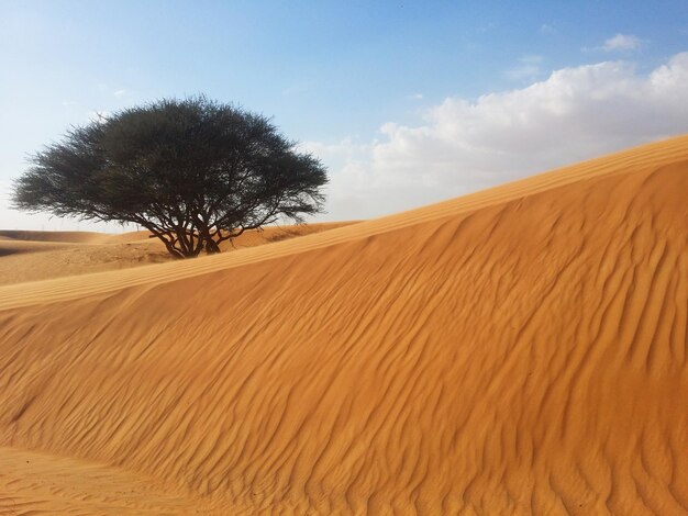 Zandduinen in de woestijn