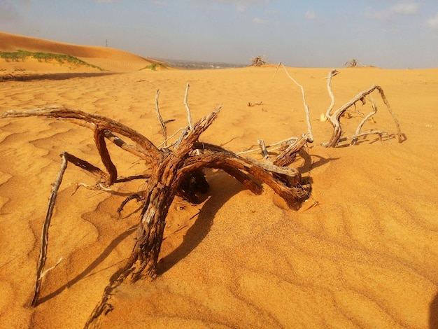 Zandduinen in de woestijn