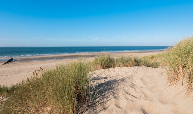 Zandduinen met gras in Zeeland Holland