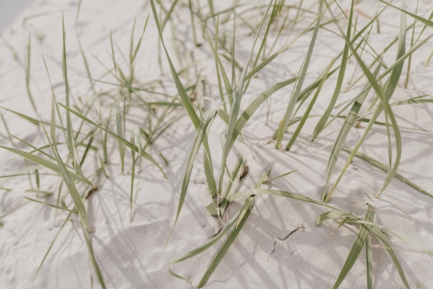 Foto zandduinen met strandgras gras op het strand