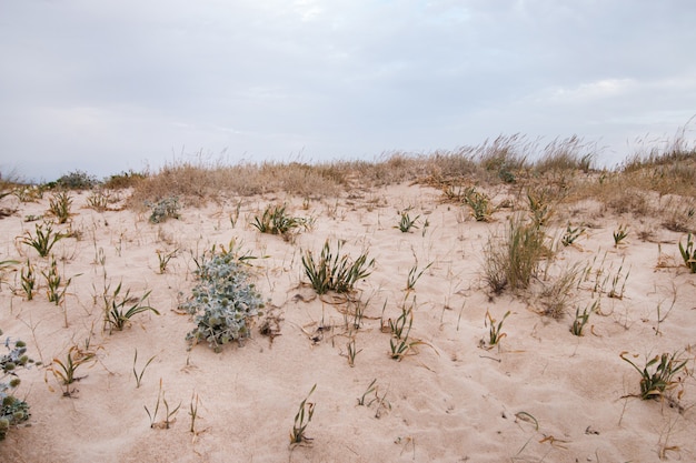 Zandduinen met vegetatie