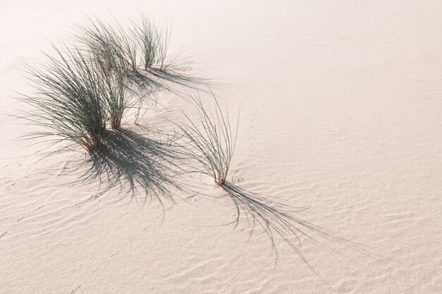 Zandduinen met wild groen gras Abstracte aardachtergrond