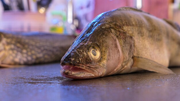 Photo zander river fish freshwater pike perch fish close up