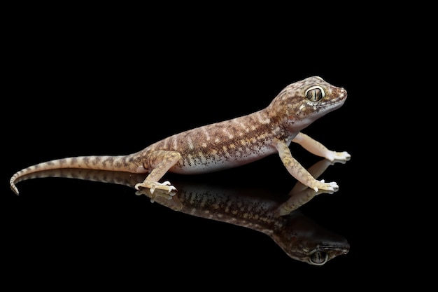 Zandgekko close-up bij reflectie Close-up zandgekko van zijaanzicht