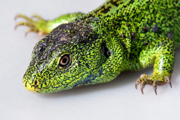 Zandhagedis, Lacerta agilis. De mannelijke hagedis in fokgroene kleur. Macro Kleine scherptediepte.