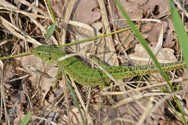 Zandhagedis Lacerta agilis