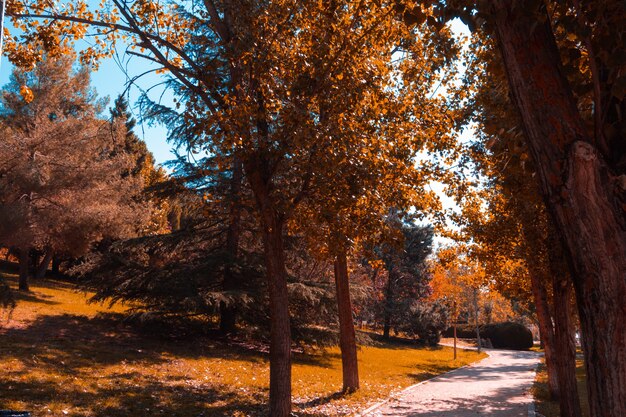 Zandpad tussen bomen in het park op een herfstdag. Ruimte kopiëren. Selectieve aandacht.