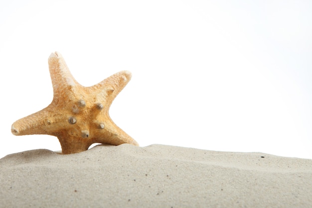 Zandschelpen en zeesterren geïsoleerd op een witte plaats voor tekstreizen zee