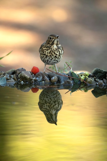 Zanglijster die drinkt bij een natuurlijk waterpunt in een mediterraan bos met de laatste lichtjes