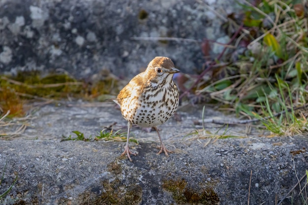 Zanglijster in de tuin