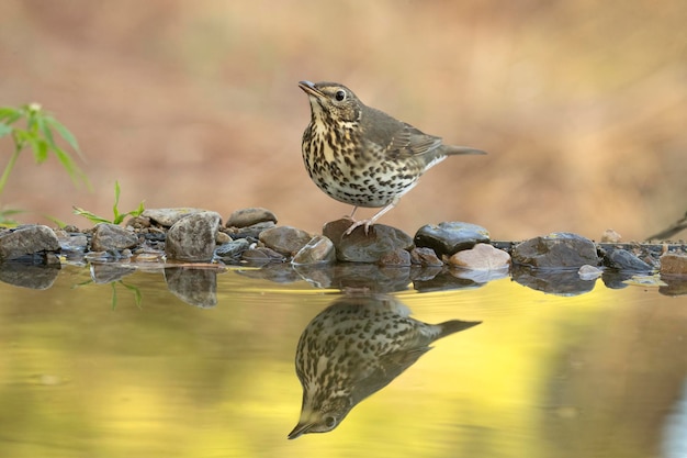 Zanglijster in een natuurlijk waterpunt in een mediterraan bos van dennen en eiken in de herfst