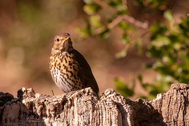 Zanglijster turdus philomelos malaga spanje