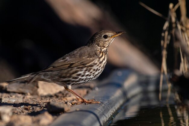 Zanglijster Turdus philomelos Malaga Spanje