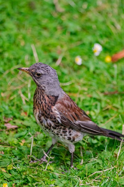 zanglijster, (Turdus philomelos), op groen grasoppervlak