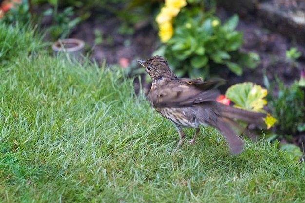 Zanglijster (Turdus philomelos) staat op een grasveld en schudt zijn veren