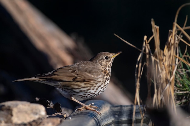 Zangstroos Turdus philomelos Malaga Spanje