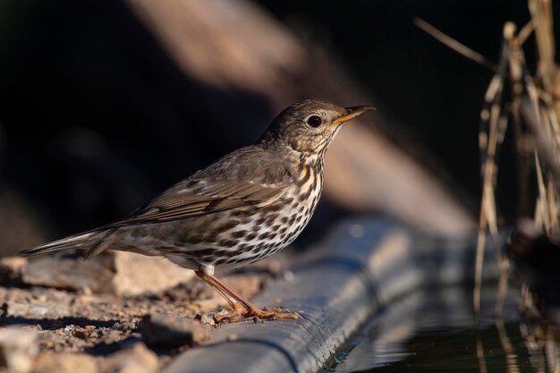 Zangstroos Turdus philomelos Malaga Spanje