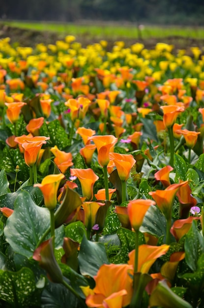 Zantedeschia aethiopica または庭のオランダカイウユリ