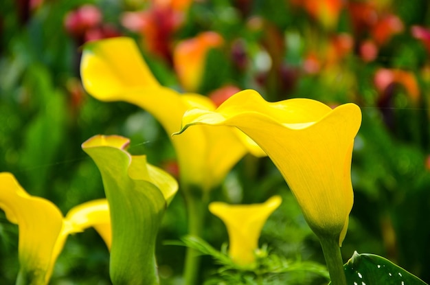 정원에 있는 Zantedeschia aethiopica.