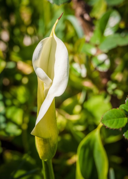 Zantedeschia среди зеленой травы в солнечный день