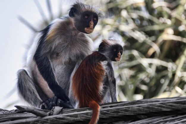 Photo zanzibar red colobus