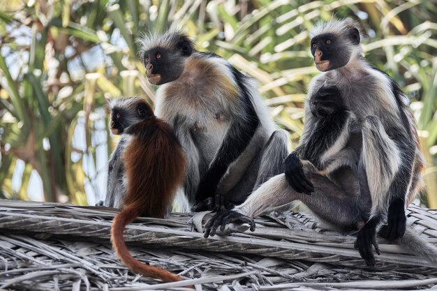 Zanzibar Red Colobus