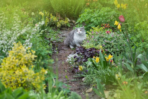 Zat in de tuin Jonge kat in het gras