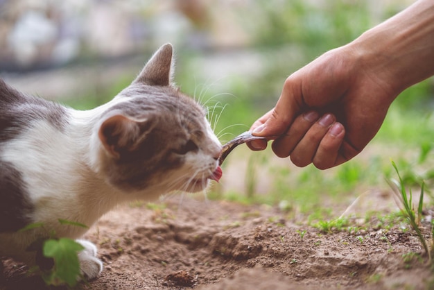 Ze hebben je hulp nodig, persoon voedt een dakloze kat met vis, wees voorzichtig