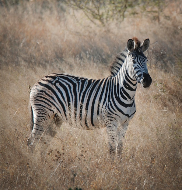 Zebra in the African savannah