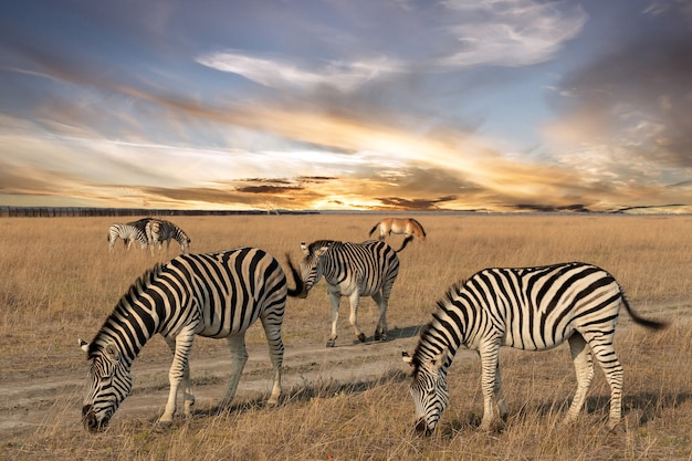 Foto zebra afrikaans dier staande op steppe weiland, herfst safari landschap.