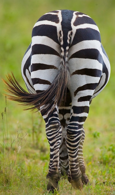 Foto zebra. vista posteriore. kenya. tanzania. parco nazionale. serengeti. maasai mara.