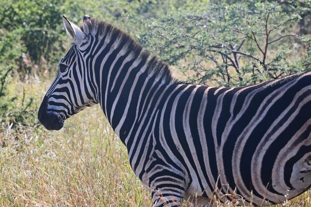 Foto zebra beauty onthulde een monochrome symfonie in de natuur