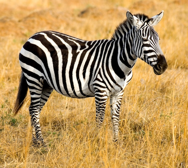 Zebra bij masai mara