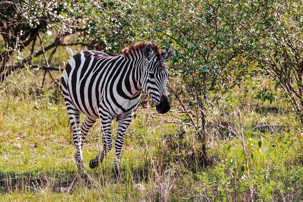 La zebra nella boscaglia. savannah masai mara. kenya, africa