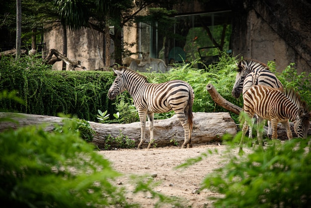 Una zebra in una gabbia, fauna selvatica africana