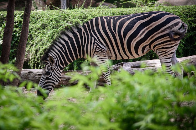 A zebra in a cage, African wildlife