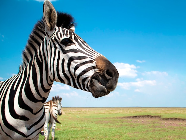 zebra chewing Cape mountain zebra closeup against the sky Equus zebra in natural habitat